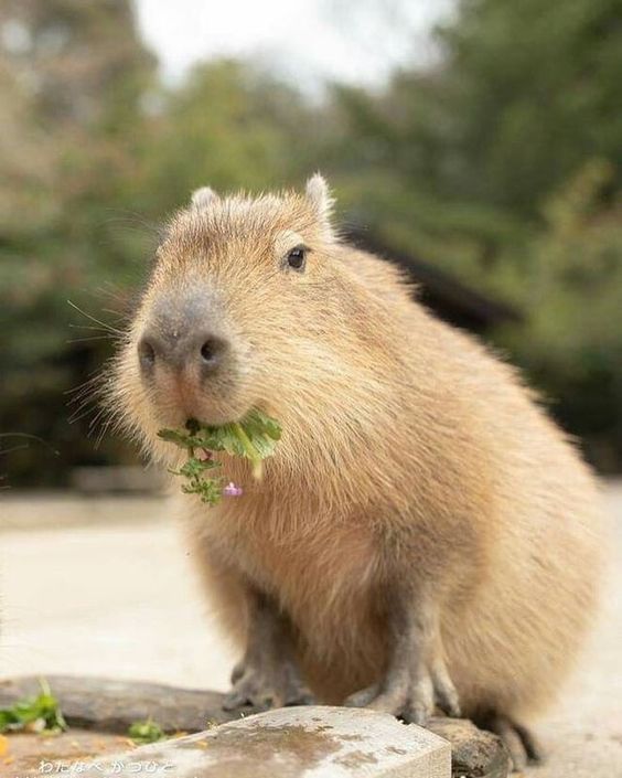 Hình nền capybara trong tự nhiên